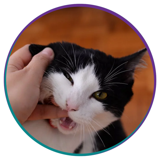 Veterinarian in New Stanton Vets Near Me New Stanton Veterinary Service