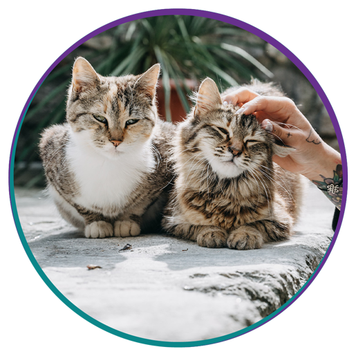 Veterinarian in New Stanton Vets Near Me New Stanton Veterinary Service