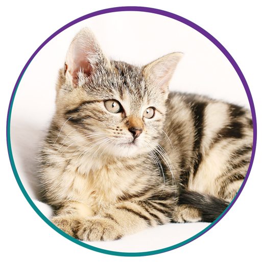 Veterinarian in New Stanton Vets Near Me New Stanton Veterinary Service