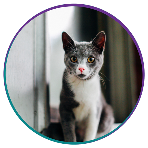 Wellness Vet in New Stanton New Stanton Veterinary Service