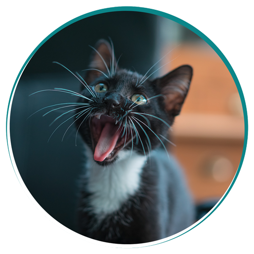 Wellness Vet in New Stanton New Stanton Veterinary Service