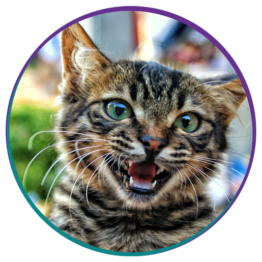 Dental Care Vet in New Stanton New Stanton Veterinary Service