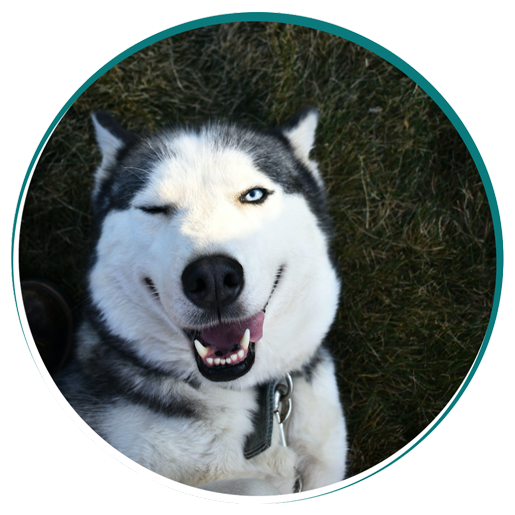 Dental Care Vet in New Stanton New Stanton Veterinary Service