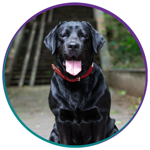 Surgery Vet in New Stanton New Stanton Veterinary Service