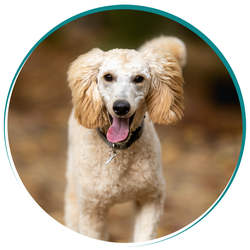 Surgery Vet in New Stanton New Stanton Veterinary Service